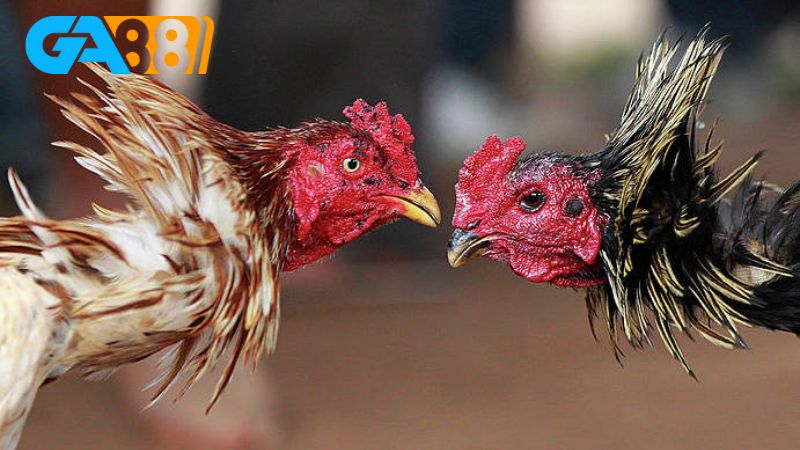 Đá gà tại Ga88 nổi bật với các tính năng hấp dẫn