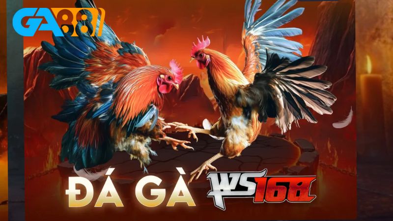 Có không ít thắc mắc về đá gà Ga88 được cộng đồng người chơi đặt ra