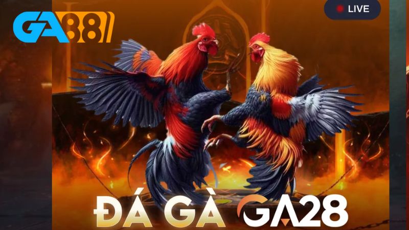 Sảnh đá gà Ga28 Ga88 là lựa chọn hàng đầu với những trận đấu hấp dẫn
