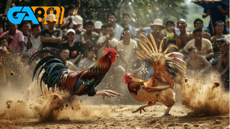 Sảnh đá gà Ga28 Ga88 cung cấp nhiều hình thức hấp dẫn