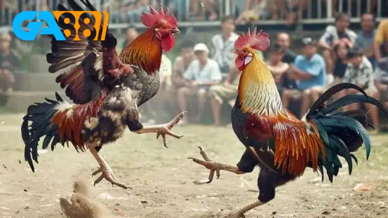Sảnh đá gà Ga28 Ga88 là sân chơi lý tưởng cho anh em đam mê