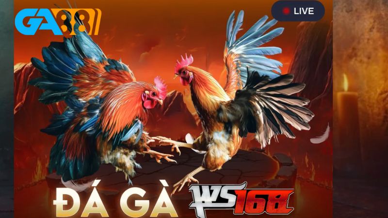 Sảnh đá gà WS168 Ga88 là một trong những sân chơi uy tín
