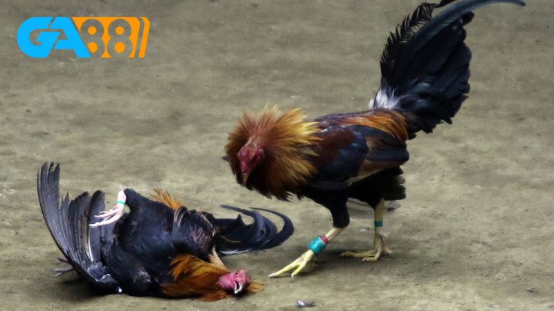 Học hỏi kinh nghiệm để chơi sảnh đá gà WS168 Ga88 hiệu quả